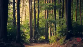 8首关于归隐的古诗词，把安静读进山里