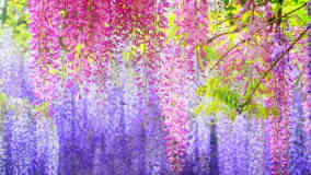 11首描写紫藤花的诗词