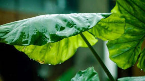 关于夏天的雨，这8首古诗词太美丽