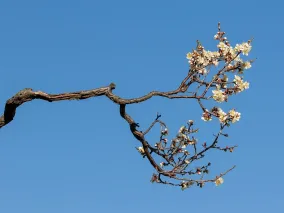 描写花的诗词