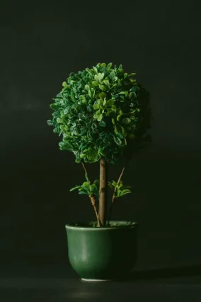 描写柳的诗词