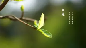 描写节气的诗词