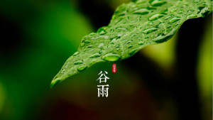 谷雨