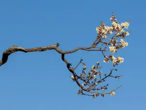 梅花