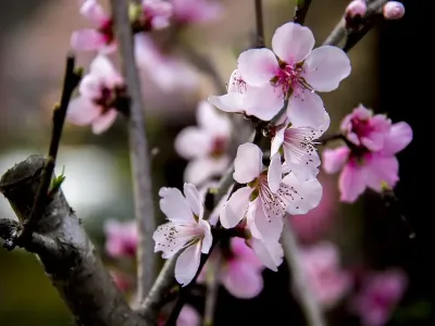 桃花