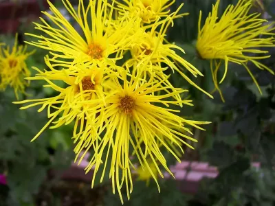 菊花