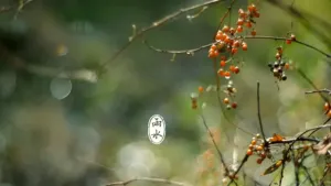 雨水