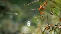雨水